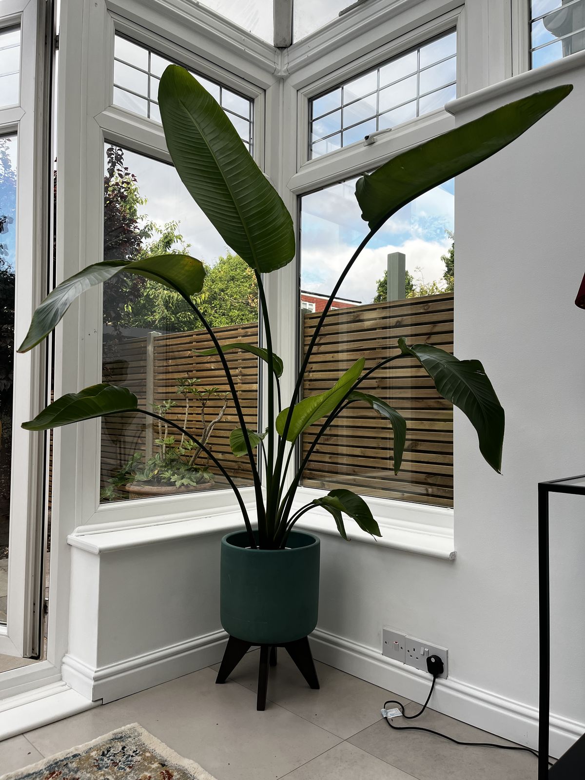 A large strelitzia styled in a London living room by The Indoor Plantie for an interior design project