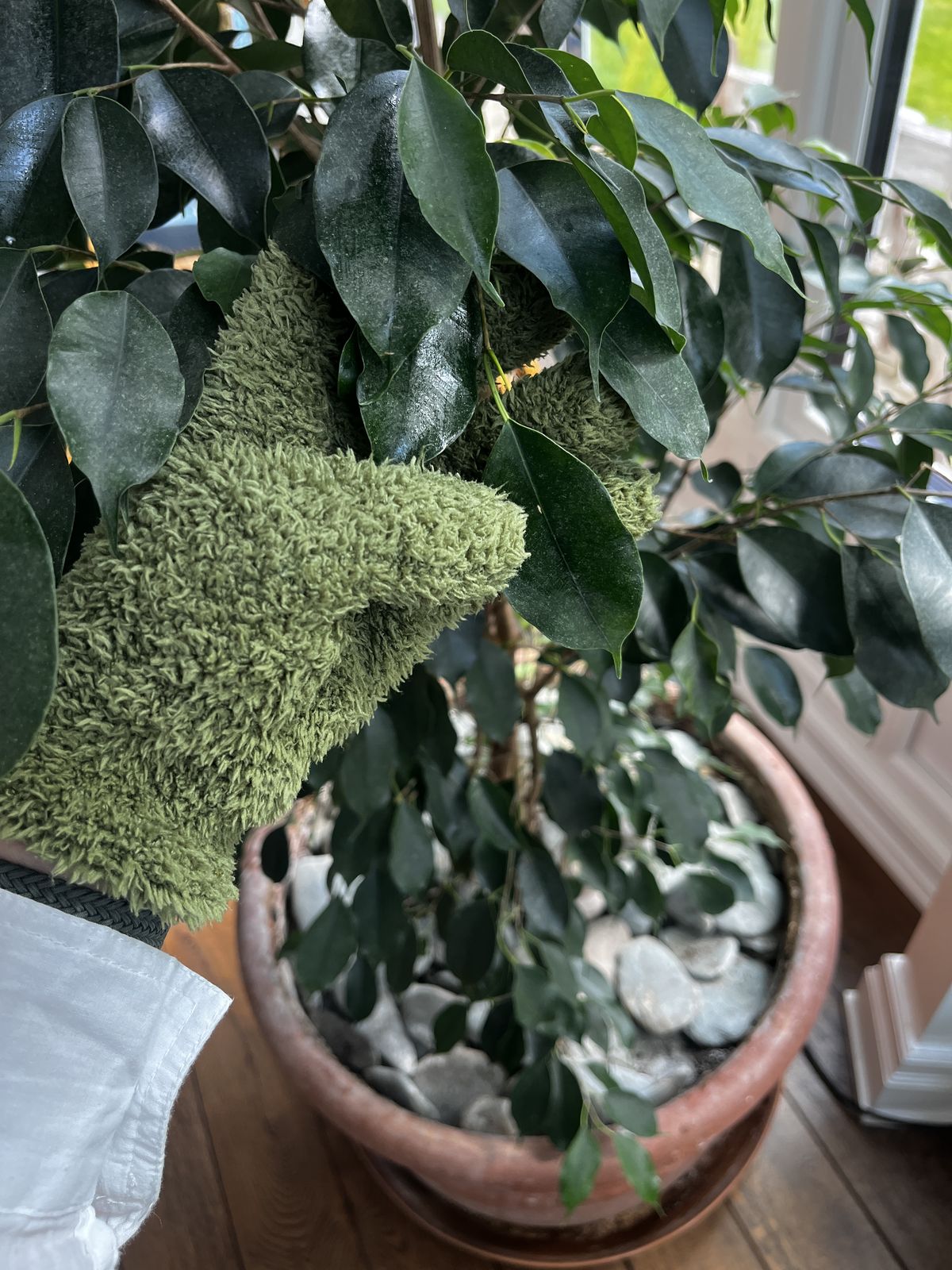 Cleaning the leaves of a ficus benjamina during a plant maintenance visit in a London home