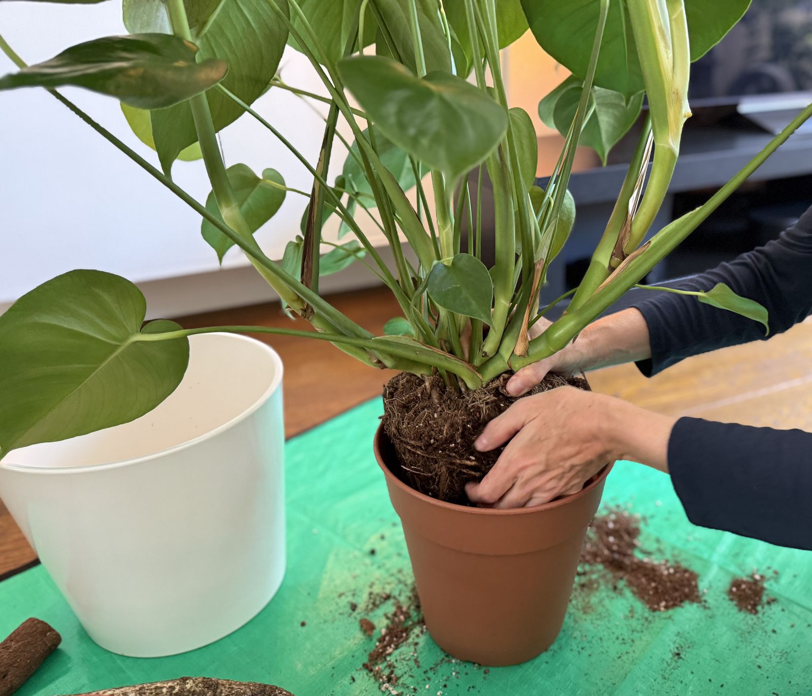 Alexa repotting a monstera deliciosa in a client's London home