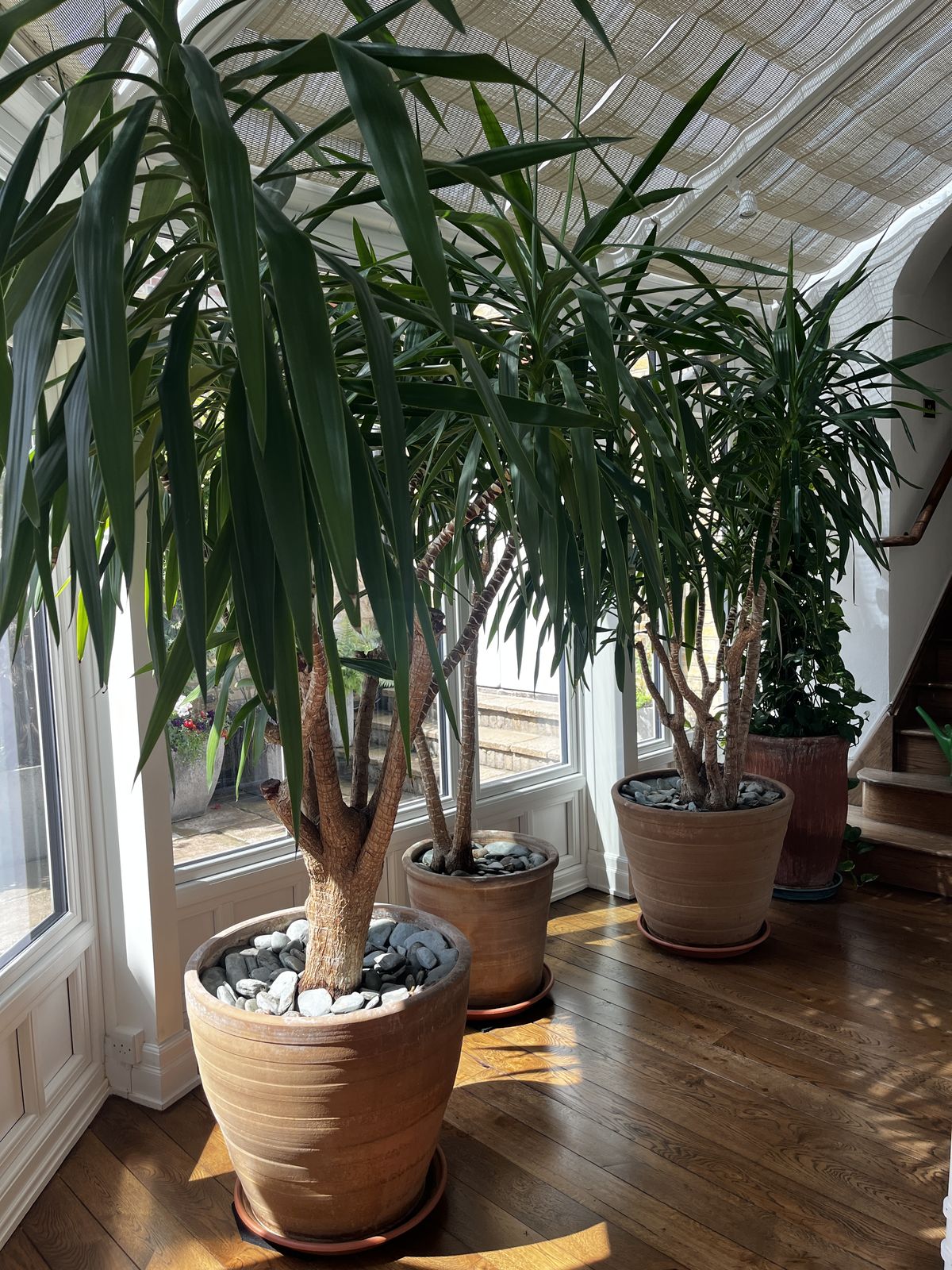 Mature yuccas in terracotta pots in a sunlit London conservatory maintained by The Indoor Plantie