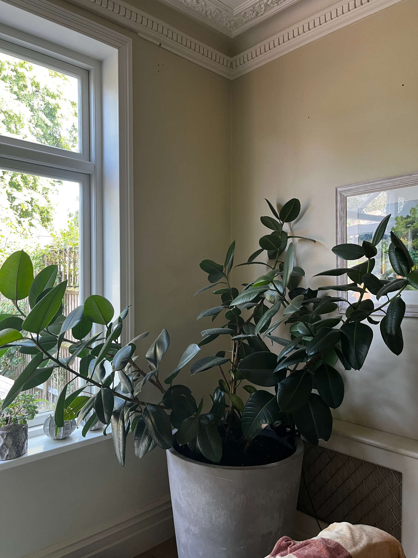 A splayed rubber plant leaning sideways, three stems unable to support its own weight