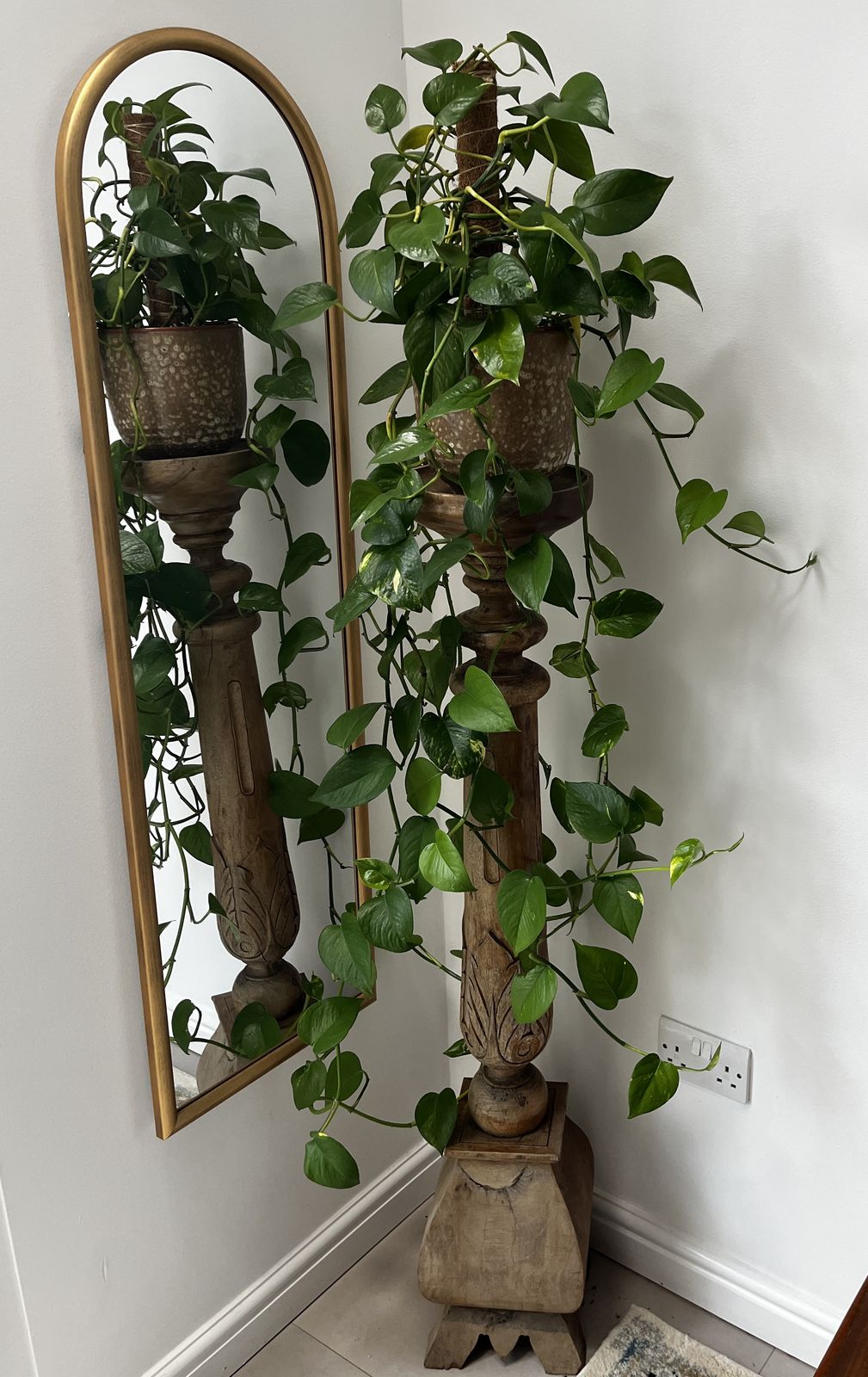 Styled corner, trailing pothos on an antique carved pedestal beside a gold arched mirror