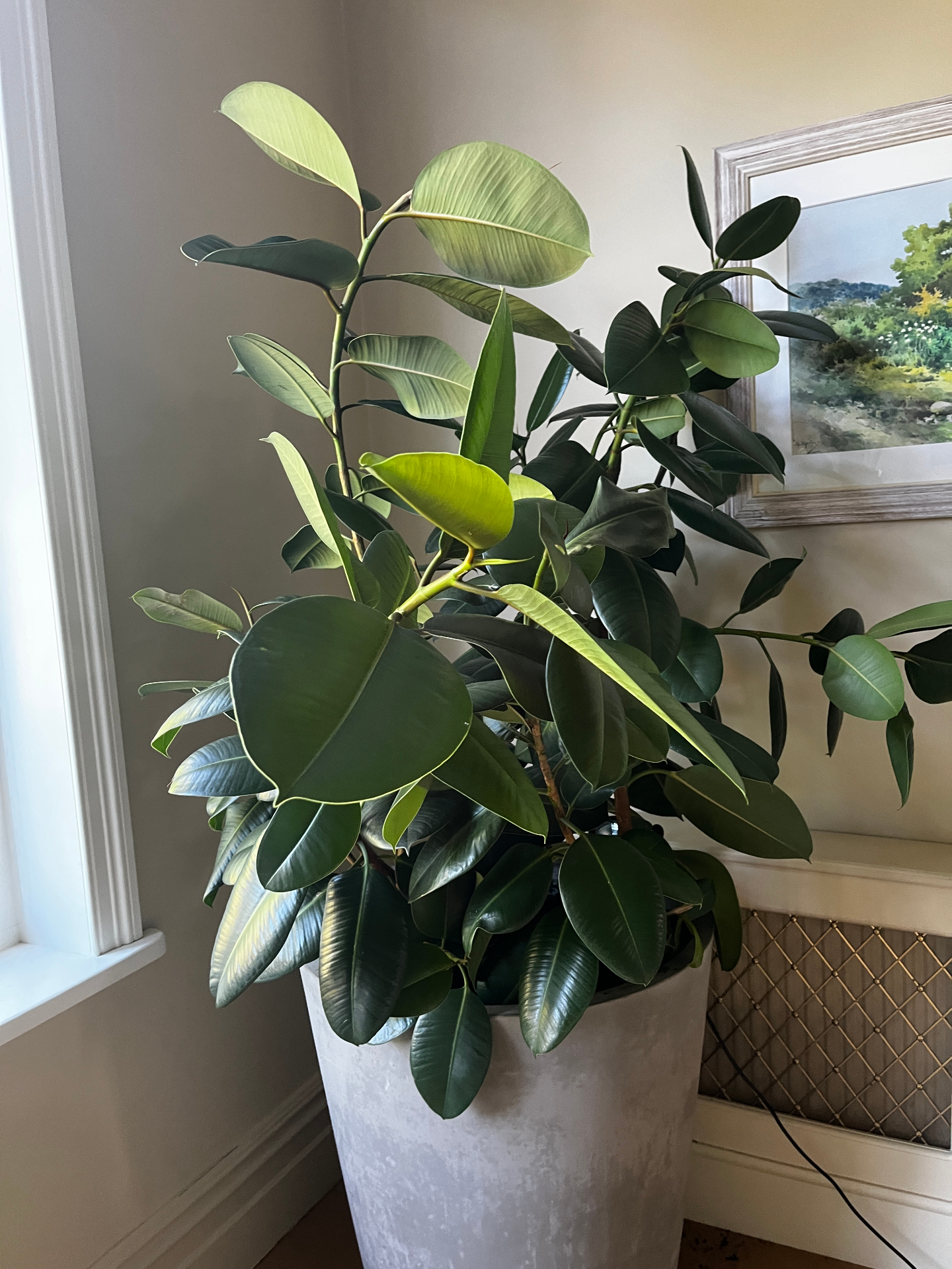 The same rubber plant standing upright, glossy and full, after being separated and replanted
